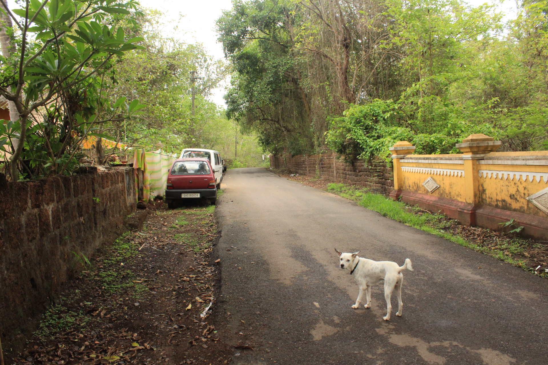 Studio dog on a village road lined with trees in Aldona, Goa