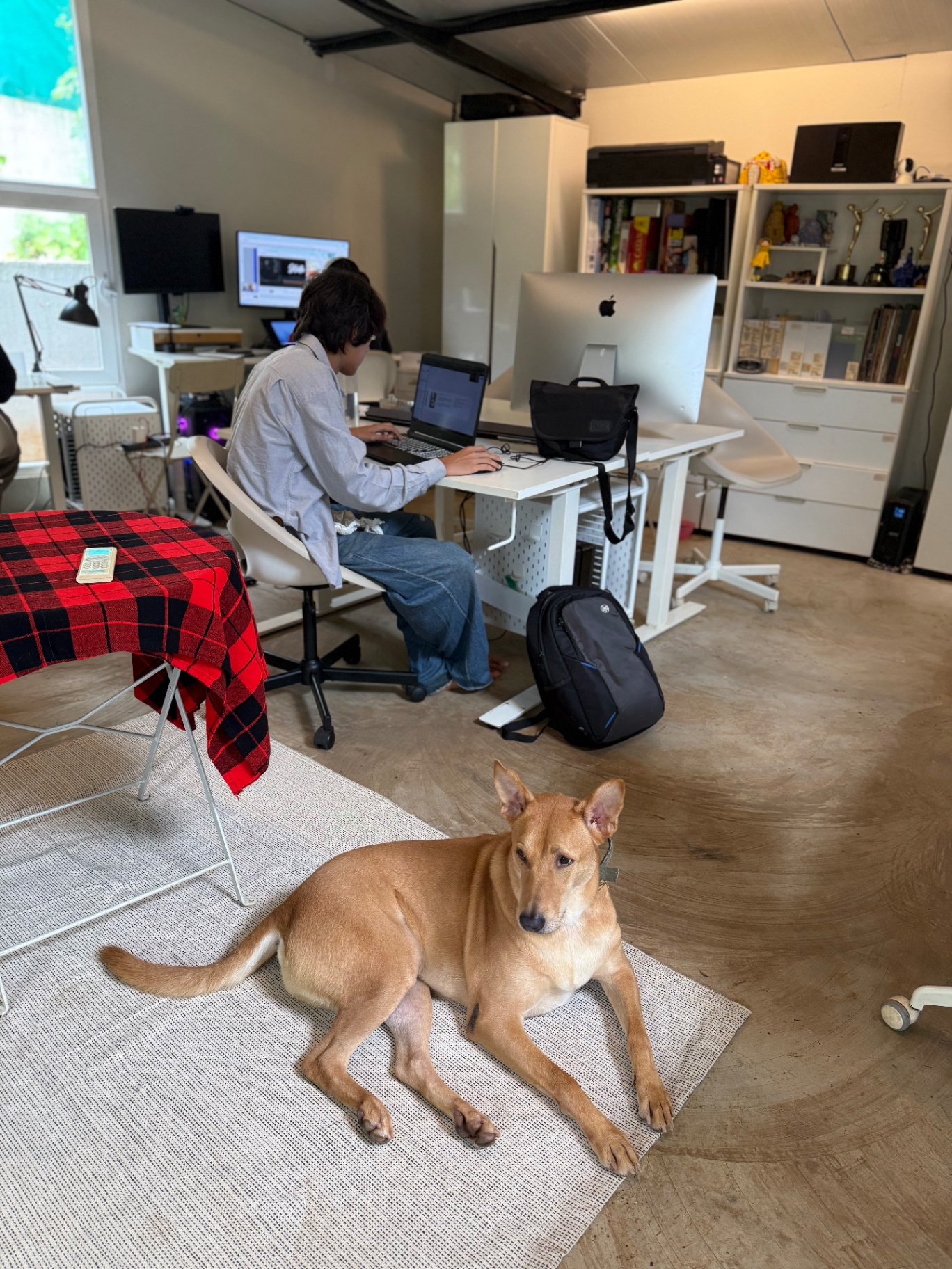 Studio dog resting beside the work desks