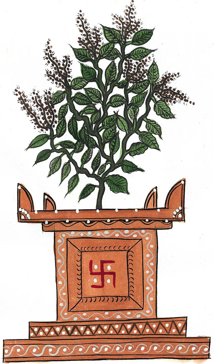 Bring Tulsi Home