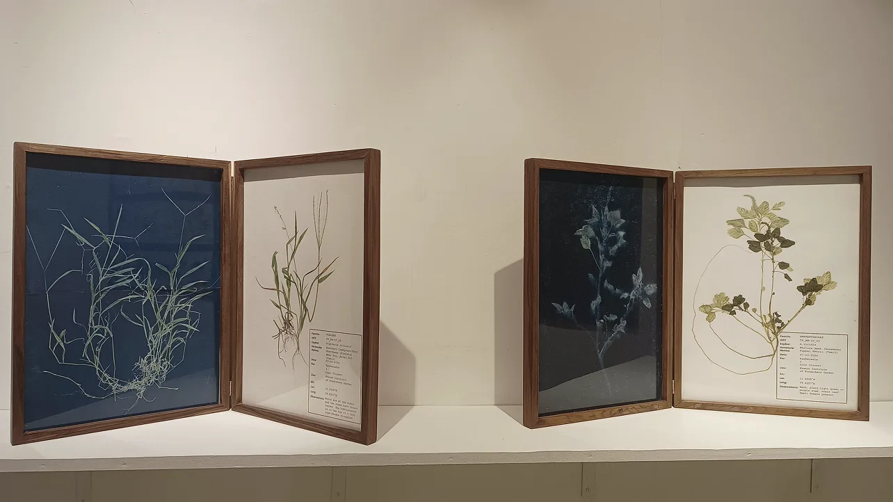 Framed botanical specimens and historical plant documentation displayed in educational gallery format