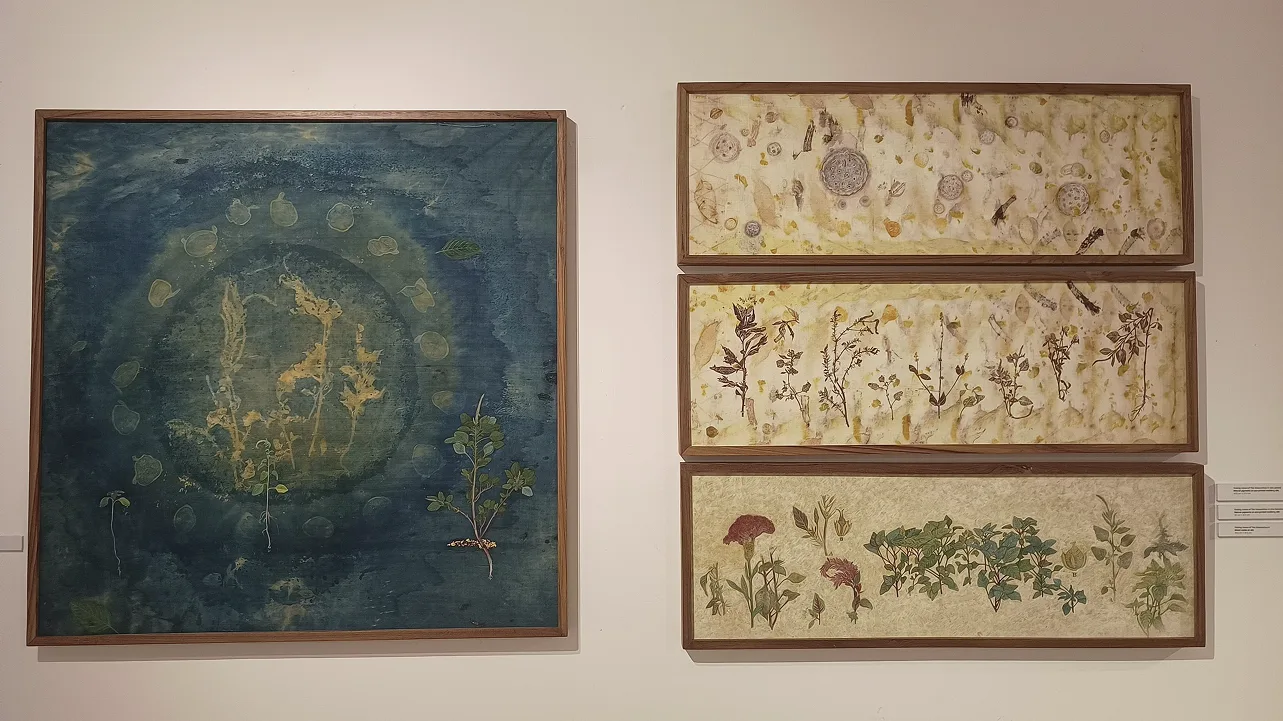 Collection of botanical artworks showing plant studies and scientific illustrations in museum display